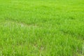 View of young green rice sprout ready to growing in the rice field