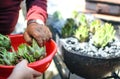 View of young hand giving artichokes to elder hands in a red bowl