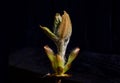 View of young horse chestnut leaves unfolding in spring