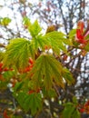 New life, tender young leaf of a maple