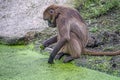 View of young orangutan playing with his hands in an algae covered pond Royalty Free Stock Photo