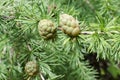 View of young pine cones