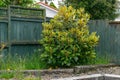 Small magnolia tree in backyard