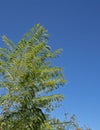 Bright green fernlike branches Royalty Free Stock Photo