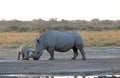 WHITE RHINO AND CALF INTERACTING NEXT TO A PAN OF WATER AT SUNDOWN IN AFRICA Royalty Free Stock Photo
