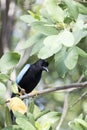 View of The Yucatan jay bird Royalty Free Stock Photo