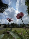 The view of Zinnia elegans flowers in the garden with cloudy sky Royalty Free Stock Photo