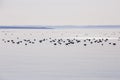View of ÃÅ½le aux Basques National Historic Site of Canada, with large flock of seagulls floating