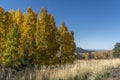 viewing fall in flagstaff arizona Royalty Free Stock Photo