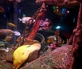 Sea Life Dallas Grapevine aquarium Royalty Free Stock Photo