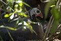 Viewing a Helmeted Guinea Fowl nesting in garden Royalty Free Stock Photo