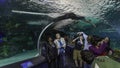 Viewing the Shark Tank at Toronto Aquarium