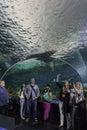 Viewing the Shark Tank at Toronto Aquarium