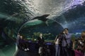 Viewing the Shark Tank at Toronto Aquarium