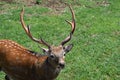 Sika Deer Buck