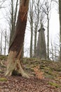 Viewing tower on Great Blanik behind trunk of dead tree