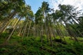 Viewing up to the trees in the national park Black Forest in Germany, Kniebis, Freudenstadt Royalty Free Stock Photo