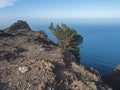 Viewpoint Risco de La Merica at the end off i sharp rocks and cliffs on top of La Merica mountain with solitaire tree