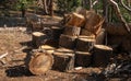 Views Along a Hiking Trail Near Lake Tahoe