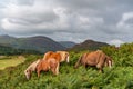 Views around Conwy Mountain with the heather out