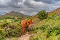 Views around Conwy Mountain with the heather out