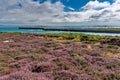 Views around Holyhead Breakwater park with the heather and gorse in flower Royalty Free Stock Photo