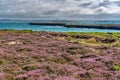 Views around Holyhead Breakwater park with the heather Royalty Free Stock Photo