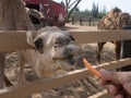 Views around Phillips Animal Sanctuary - camel