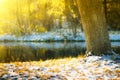 Views of the autumn park with yellow leaves on snow in sun rays and river bridge. Royalty Free Stock Photo