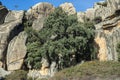 Views of the Cork oak El Bandolero, The Highwayman Cork Oak Royalty Free Stock Photo