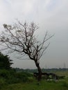 views of dead trees and beautiful natural scenery