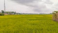 view of green rice fields Royalty Free Stock Photo