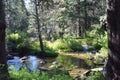 Views from the famed Donner Pass State Park in California near Lake Tahoe