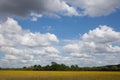 Views of a field in Eynsham in Oxfordshire filled with yellow flowers
