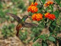 Views of the flight of a hummingbird over the flowers Royalty Free Stock Photo