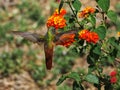 Views of the flight of a hummingbird over the flowers Royalty Free Stock Photo