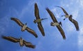 Views of flying pelicans in blue sky