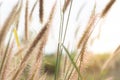 Views of the golden meadowSetaria verticillata on the mountain. In the morning with fresh air.