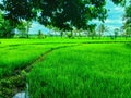 views of the green expanse of rice fields that make the atmosphere comfortable