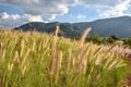 Views of the green hills covered with grass, blue sky and white clouds. Royalty Free Stock Photo