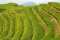 Views of green Longji terraced fields