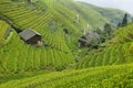 Views of green Longji terraced fields