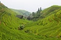 Views of green Longji terraced fields