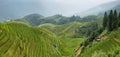 Views of green Longji terraced fields