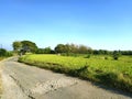 Panoramic View Green Rice Field at The Evening