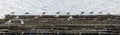 Views of the gulls passed in the rafts, from a boat, of the Ria de Pontevedra in Galicia, Spain Royalty Free Stock Photo