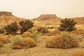 Views of the hills and plants in Ramon crater in the Negev Desert,Israel Royalty Free Stock Photo