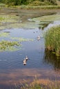 Views of Hungarian naturereserve Kis Balaton