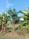 Views of Kapok betwen nanana trees