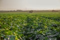 views of a large vegetable field